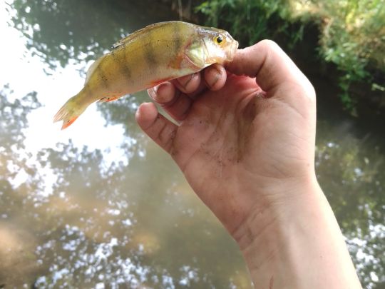 Flussbarsch