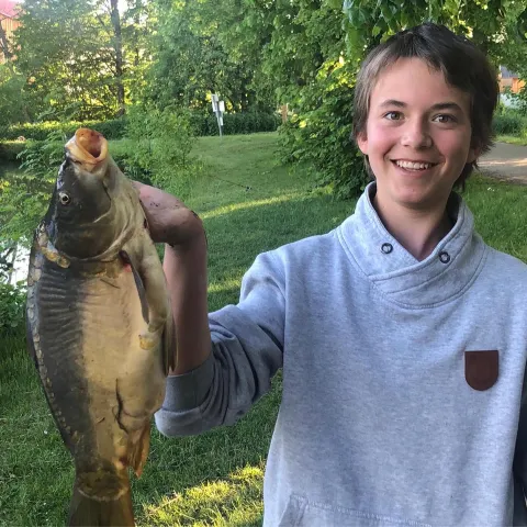 Karpfen