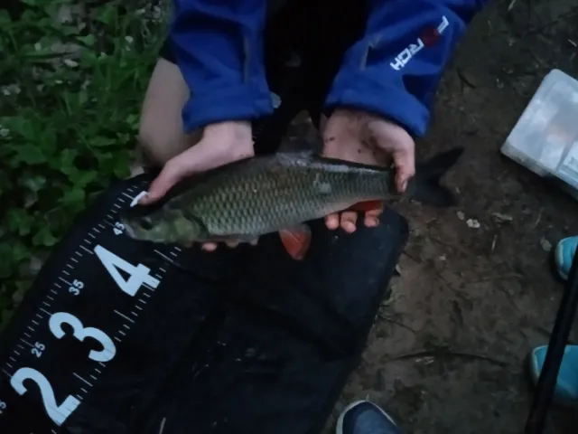 Döbel