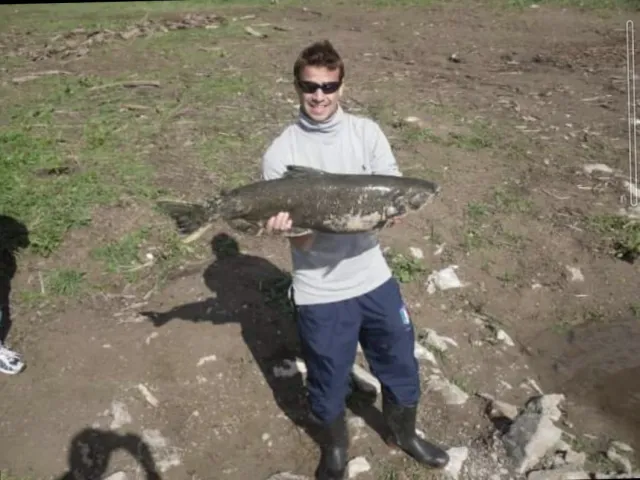 Lachs