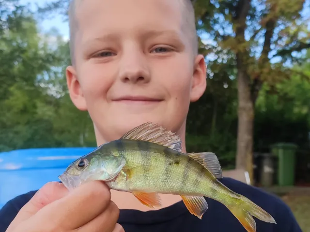Flussbarsch