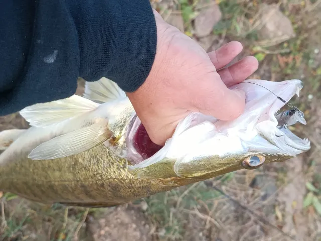 Zander