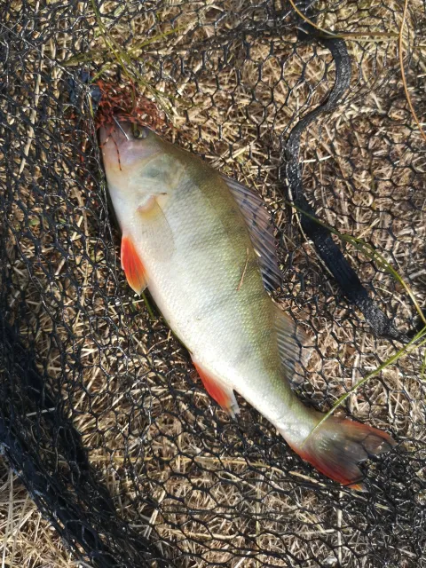 Flussbarsch