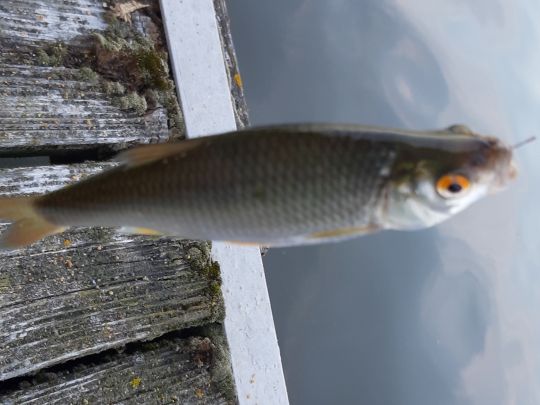 Schoritzer Wiek ALLE ANGELN