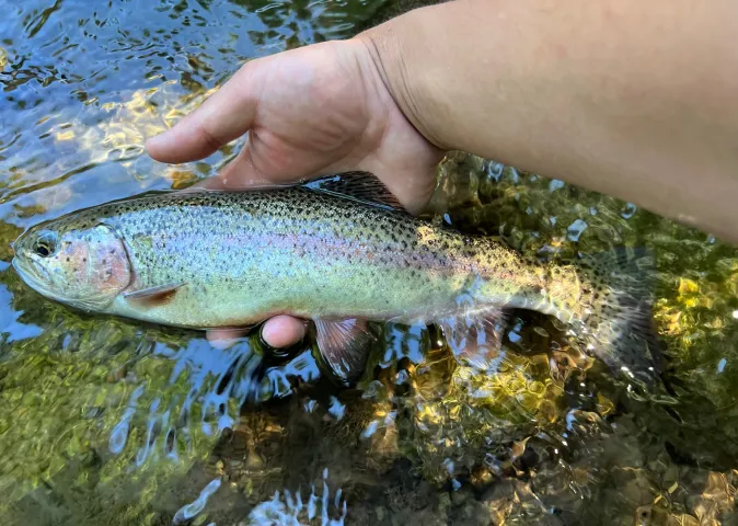 Regenbogenforelle