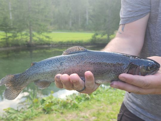 Regenbogenforelle