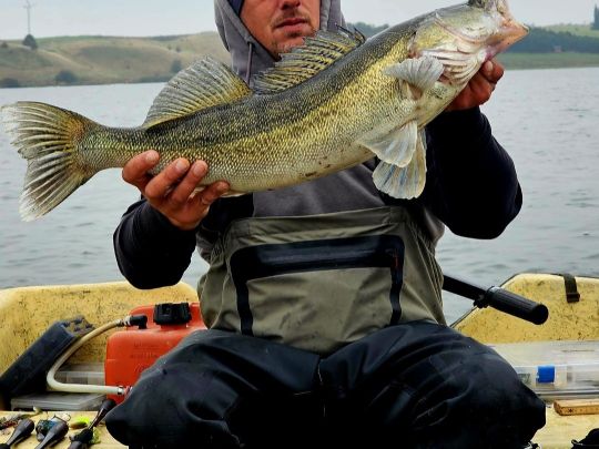 Zander