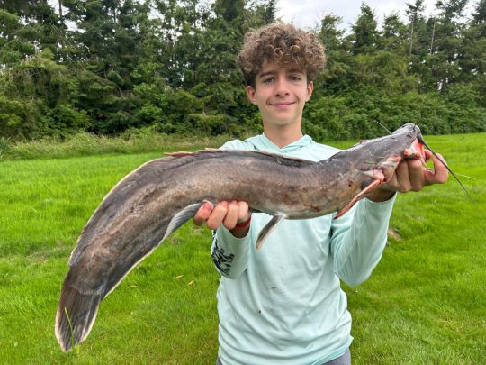 Afrikanischer Raubwels