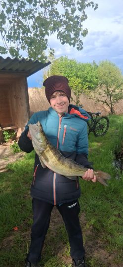Zander