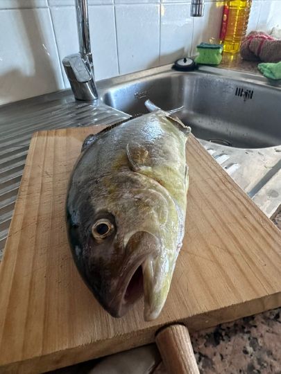 Amberjack