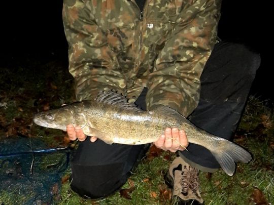 Zander