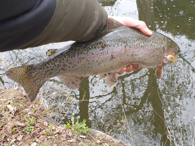 Regenbogenforelle