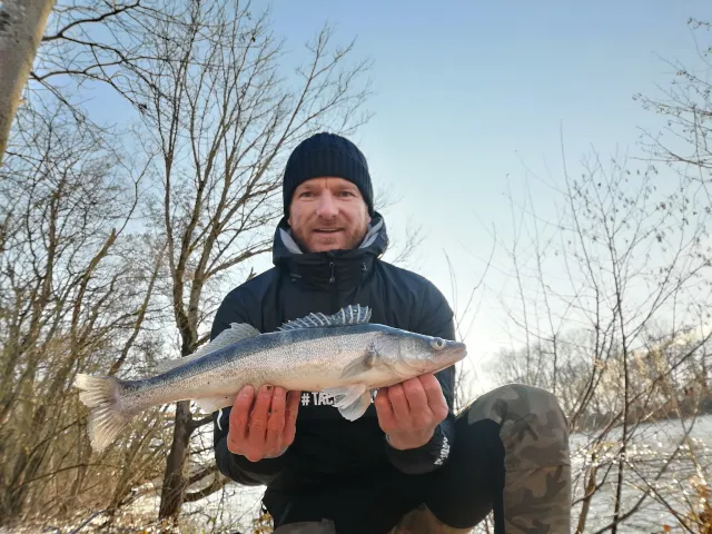 Zander