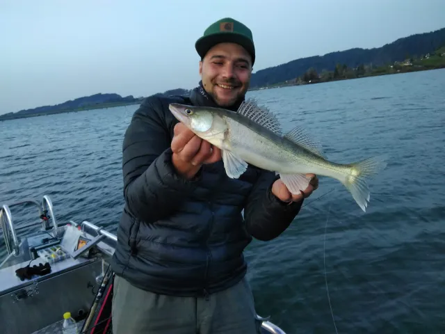 Zander