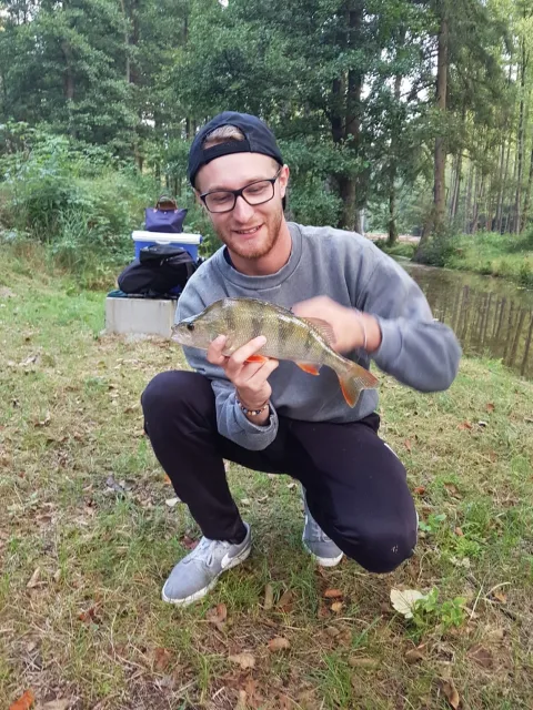 Flussbarsch