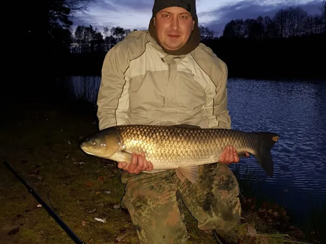 Graskarpfen