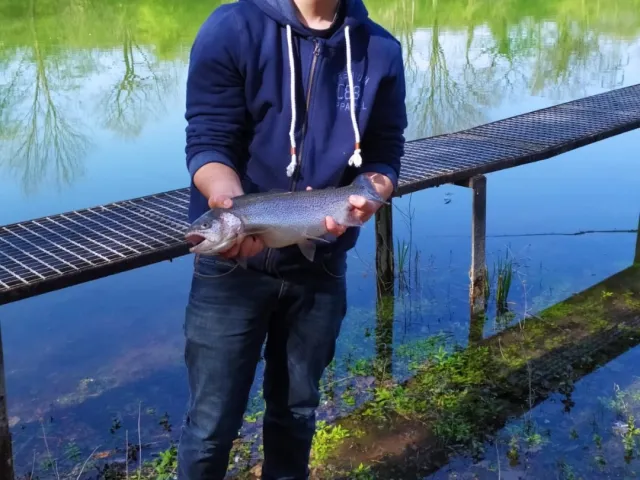 Regenbogenforelle