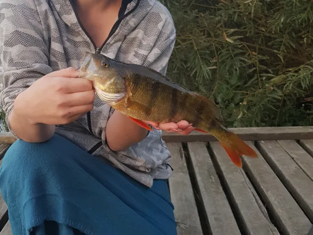 Flussbarsch
