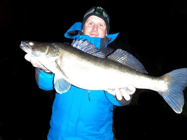 Zander