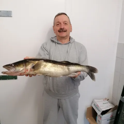 Zander