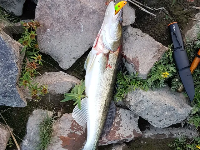 Zander