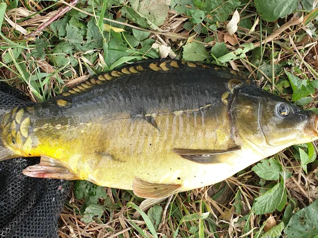 Karpfen