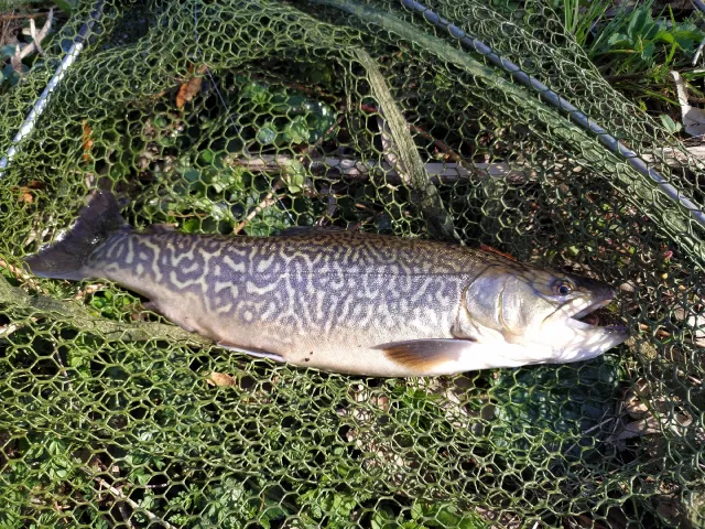 Tigerforelle