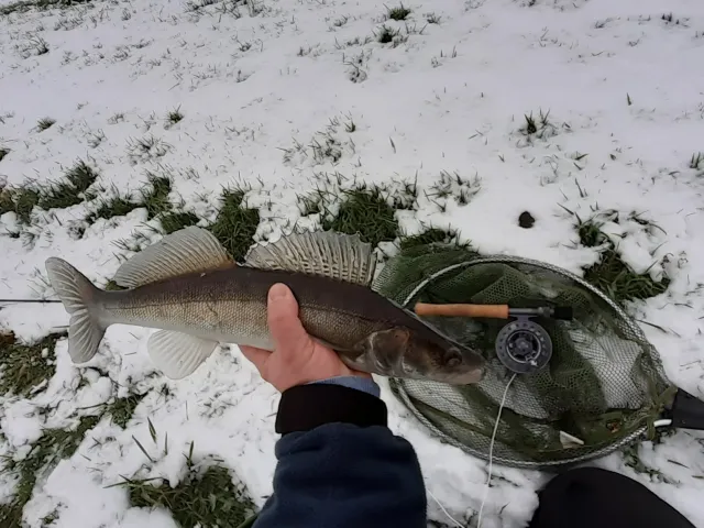 Zander