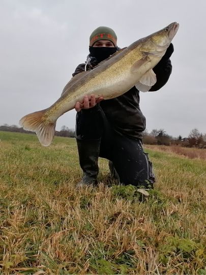 Zander
