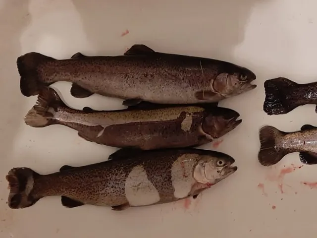 Regenbogenforelle