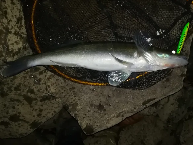 Zander