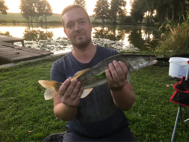 Zander