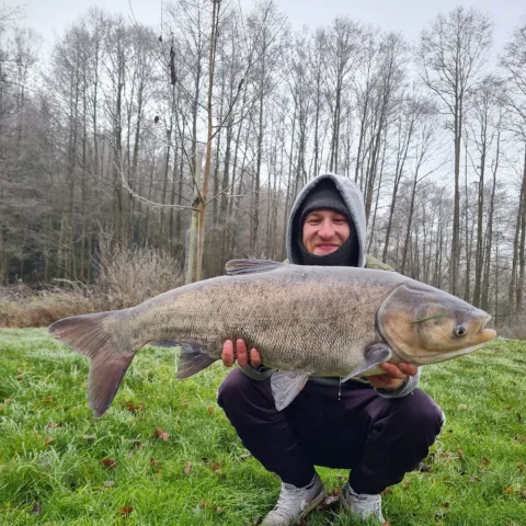 Marmorkarpfen