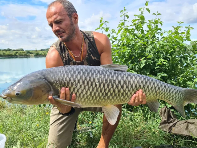 Graskarpfen