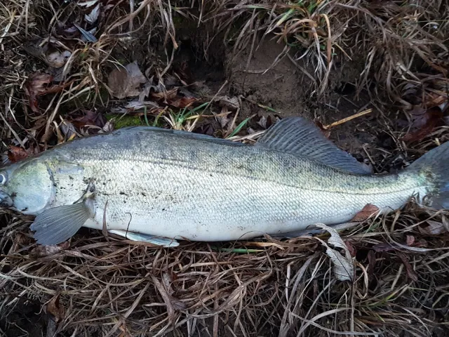 Zander