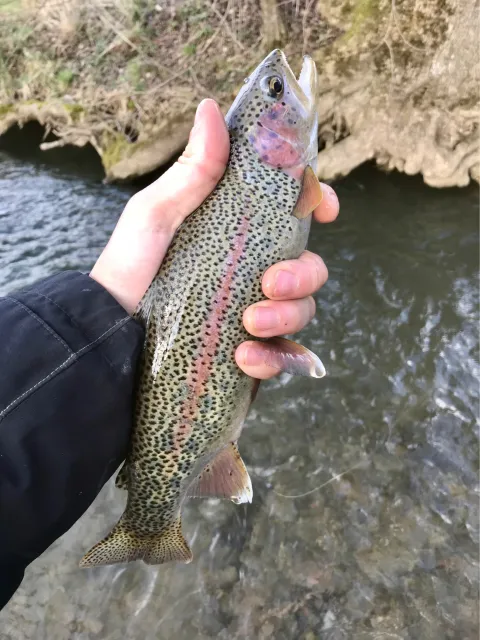 Regenbogenforelle
