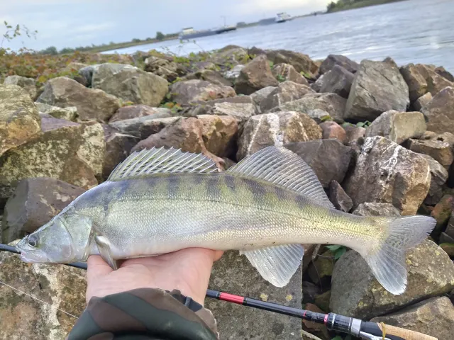 Zander