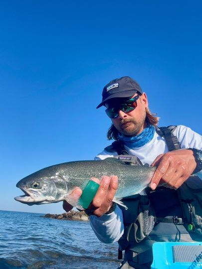 Regenbogenforelle