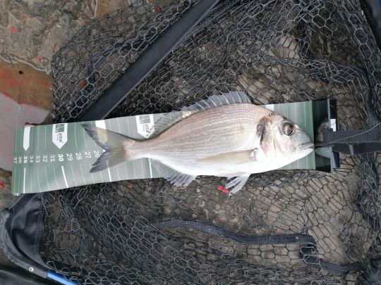 Dorade