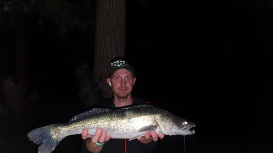 Zander