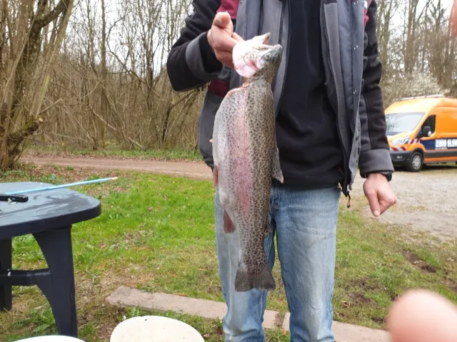 Regenbogenforelle