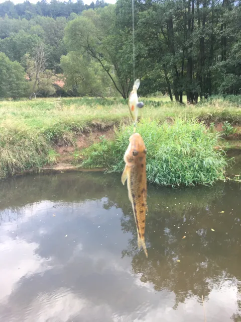 Gründling
