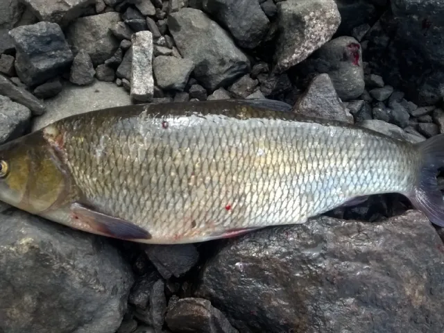 Döbel