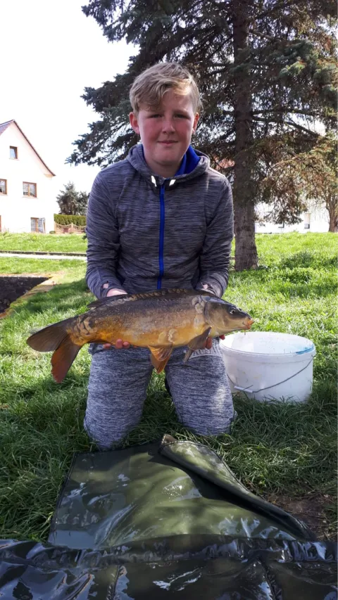 Karpfen