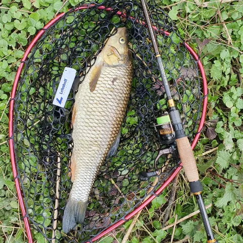 Döbel