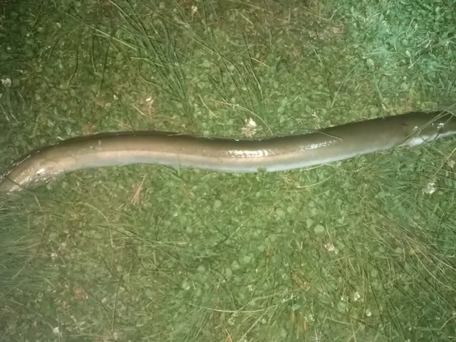 Aal