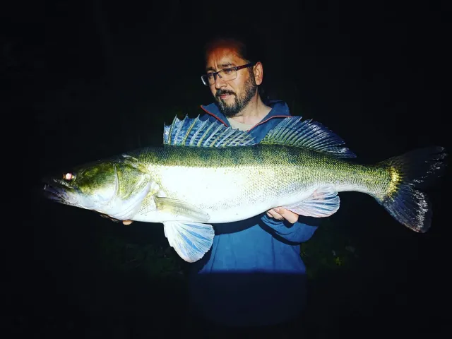 Zander