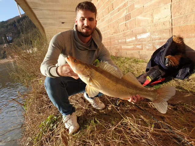Zander