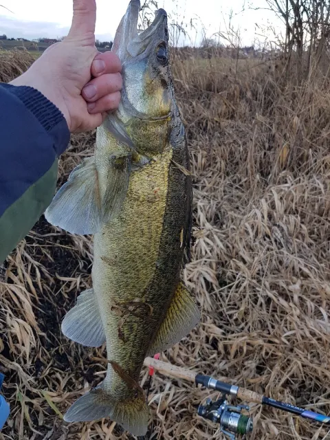 Zander