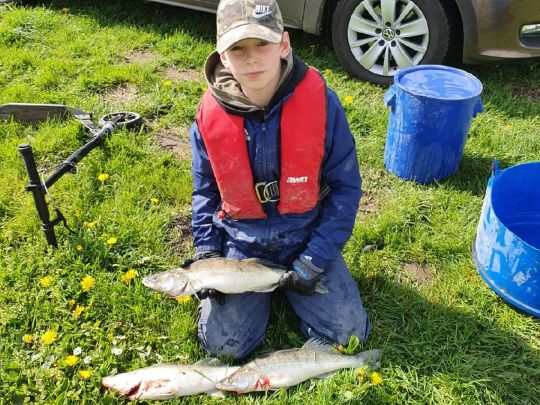 Zander